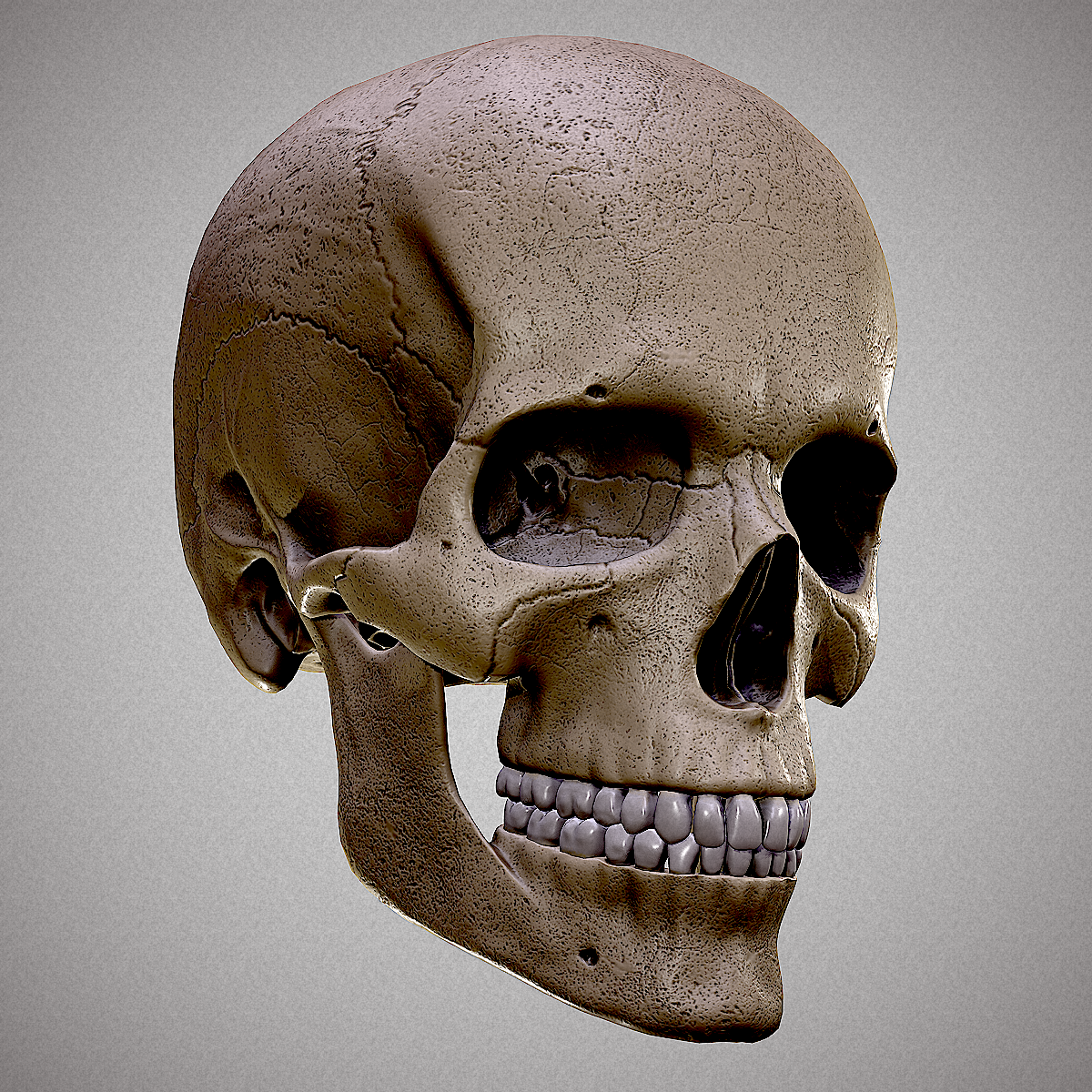 Belicoso fricción estera Realistic Human Skull 3D 3D Model in Anatomy 3DExport