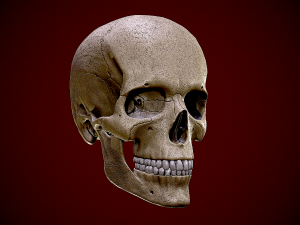 Realistic Human Skull 3D 3D Model