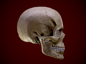 Realistic Human Skull 3D 3D Model