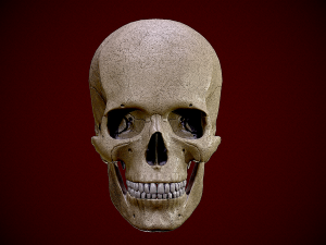 Realistic Human Skull 3D 3D Model