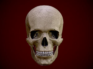 Realistic Human Skull 3D 3D Model