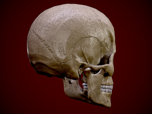 Realistic Human Skull 3D 3D Model