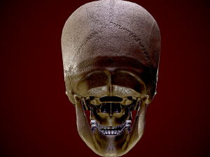 Realistic Human Skull 3D 3D Model