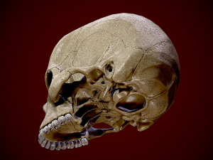 Realistic Human Skull 3D 3D Model