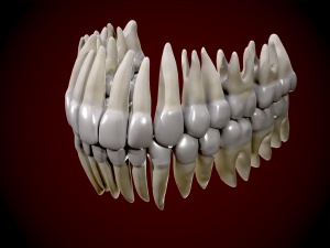 Realistic Human Skull 3D 3D Model