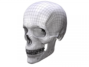 Realistic Human Skull 3D 3D Model