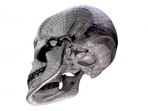 Realistic Human Skull 3D 3D Model