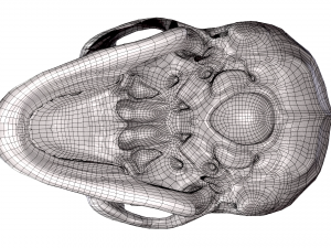 Realistic Human Skull 3D 3D Model