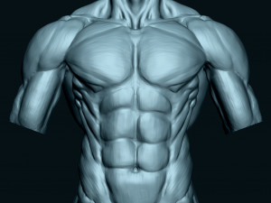 Male Human Torso Modello 3D