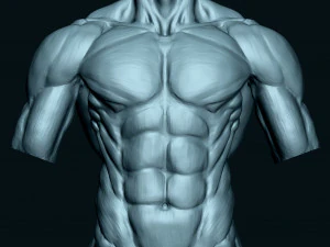 Male Human Torso 3D Model