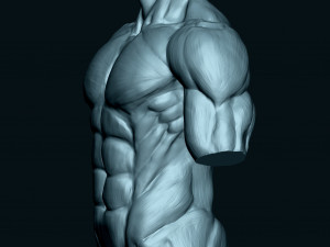 Male Human Torso Modello 3D