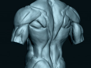 Male Human Torso Modello 3D