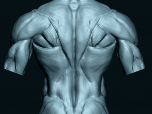 Male Human Torso Modello 3D