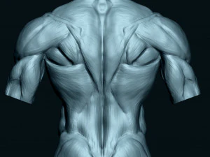 Male Human Torso 3D Model