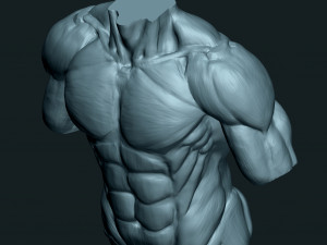 Male Human Torso Modello 3D