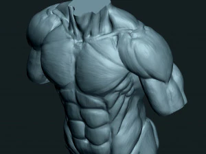 Male Human Torso 3D Model