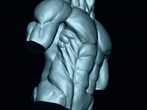 Male Human Torso Modello 3D
