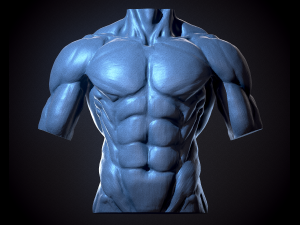Male Human Torso 3D Model