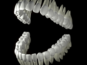 Realistic Human Teeth 3D Model