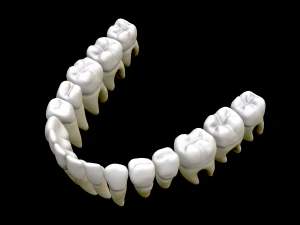 Realistic Human Teeth 3D Model