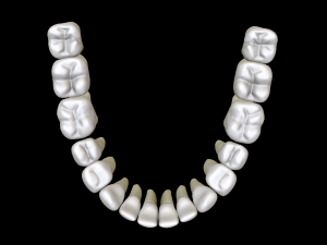 Realistic Human Teeth 3D Model