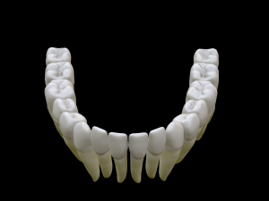 Realistic Human Teeth 3D Model