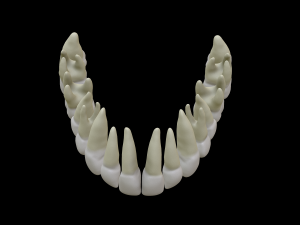 Realistic Human Teeth 3D Model