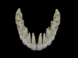 Realistic Human Teeth 3D Model