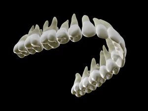 Realistic Human Teeth 3D Model