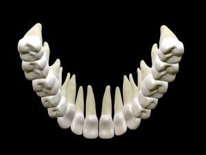 Realistic Human Teeth 3D Model