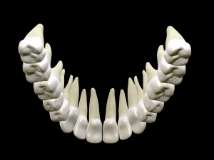 Realistic Human Teeth 3D Model