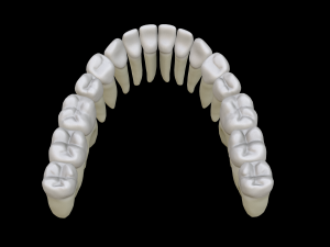 Realistic Human Teeth 3D Model