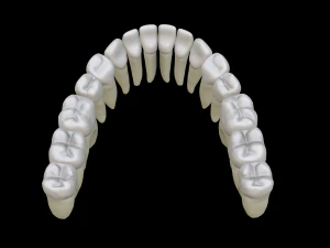 Realistic Human Teeth 3D Model