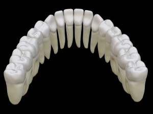 Realistic Human Teeth 3D Model