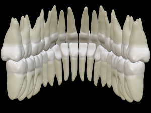 Realistic Human Teeth 3D Model