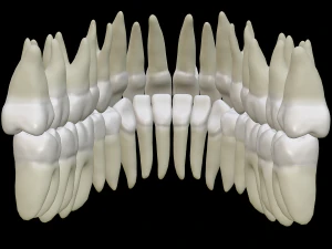 Realistic Human Teeth 3D Model