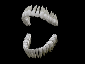 Realistic Human Teeth 3D Model