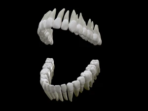 Realistic Human Teeth 3D Model