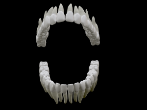 Realistic Human Teeth 3D Model