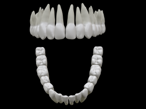 Realistic Human Teeth 3D Model