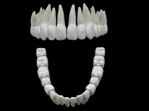 Realistic Human Teeth 3D Model