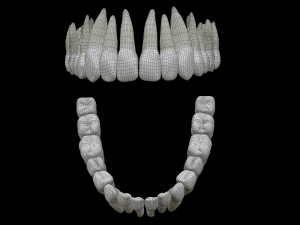 Realistic Human Teeth 3D Model