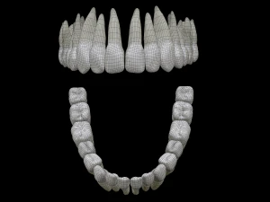 Realistic Human Teeth 3D Model