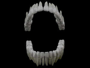 Realistic Human Teeth 3D Model