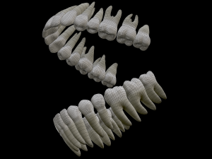 Realistic Human Teeth 3D Model