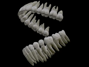 Realistic Human Teeth 3D Model