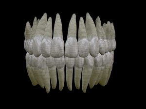 Realistic Human Teeth 3D Model
