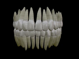 Realistic Human Teeth 3D Model