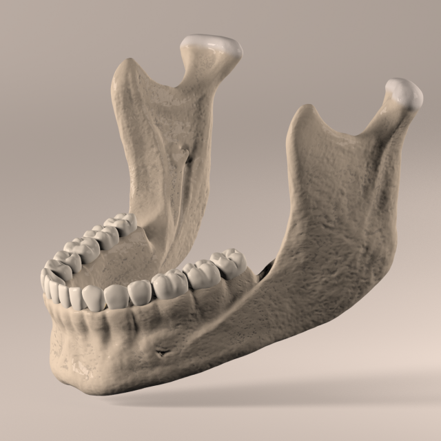 Lower Jaw with Lower Teeth model 3D Model .c4d .max .obj .3ds .fbx .stl .blend 