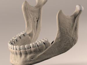 Lower Jaw with Lower Teeth model 3D Model
